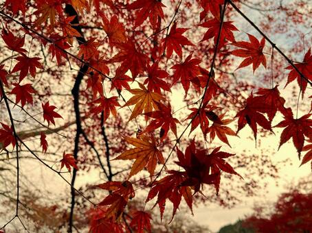 秋のもみじ 紅葉,もみじ,色づくの写真素材