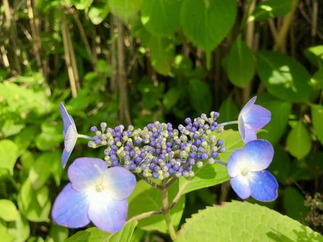 Blue-purple hydrangea, JPG Blue-purple hydrangea, JPG
