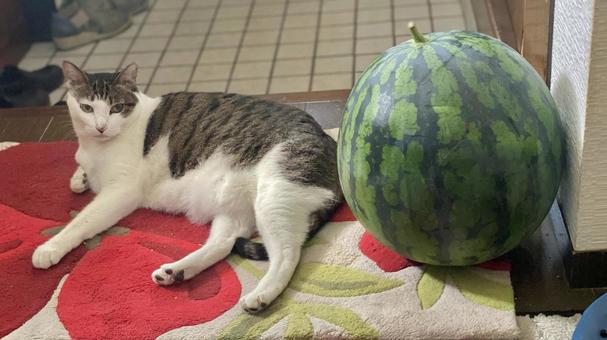 キジ白猫さんと丸ごとスイカ キジ白猫さんと丸ごとスイカ 猫,キジ白,丸ごとの写真素材