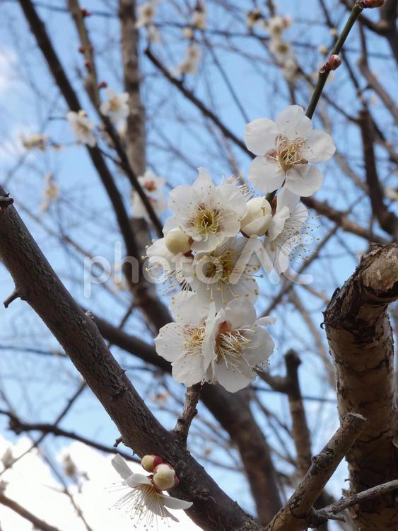 清水公園の白い梅（アップ） 梅,うめ,ウメの写真素材