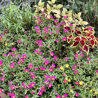 花★ポーチェラカとコリウスの写真