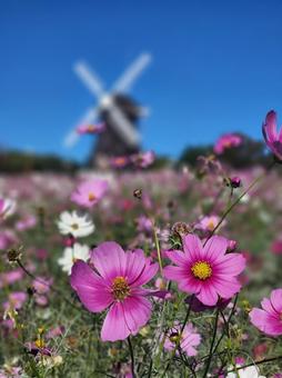 コスモスと青空 コスモス,秋桜,花の写真素材