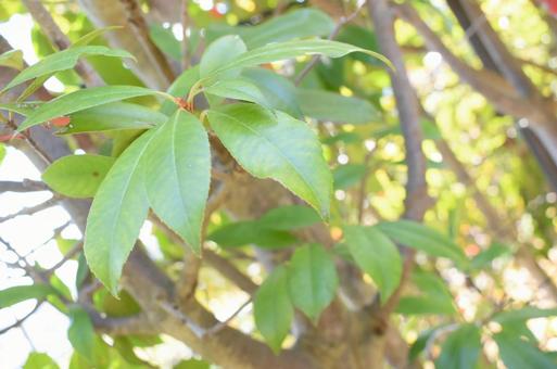 緑の葉っぱの写真