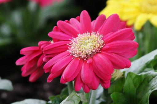 ガーベラ・Gerbera ガーベラ・Gerberaの写真