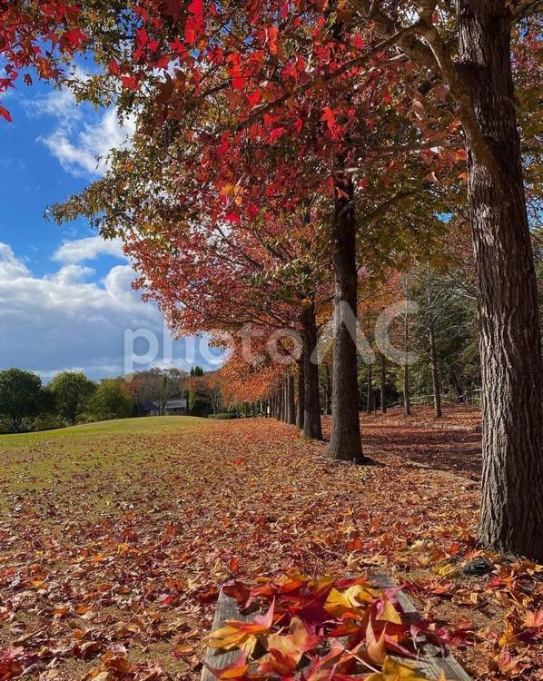 紅葉の木と落ち葉たち 落ち葉,紅葉,もみじの写真素材