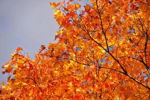 青空と黄葉のコントラスト 青空と黄葉のコントラスト 紅葉,黄葉,もみじの写真素材