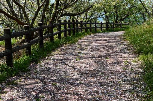 桜の花びらでいっぱいの並木道の写真