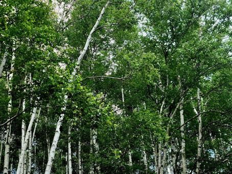 Birch forest in midsummer in Hokkaido, JPG Birch forest in midsummer in Hokkaido, JPG