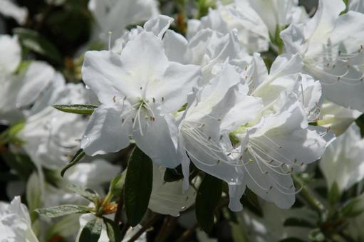Azalea, JPG Azalea, JPG