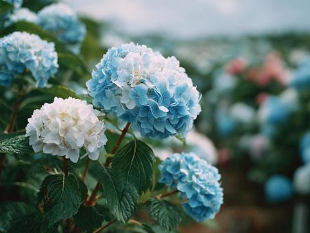紫陽花 紫陽花の写真