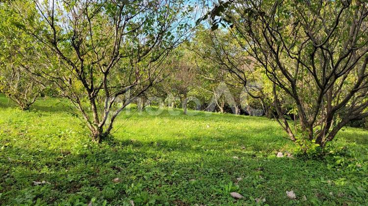 西日に照らされる木々 森林,雑草,野原の写真素材