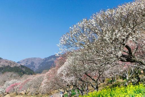 青空に映える梅林の写真