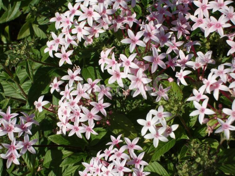 秋に咲くペンタスの白い花 ペンタス,白い花,星の形のようなの写真素材