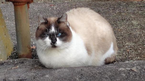 野良猫ちゃん 野良猫,猫,catの写真素材