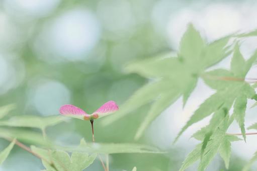 もみじの実 もみじの実の写真