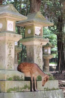 奈良公園シカ 奈良公園シカ 動物,シカ,自然の写真素材