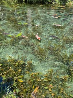 岐阜　モネの池の写真