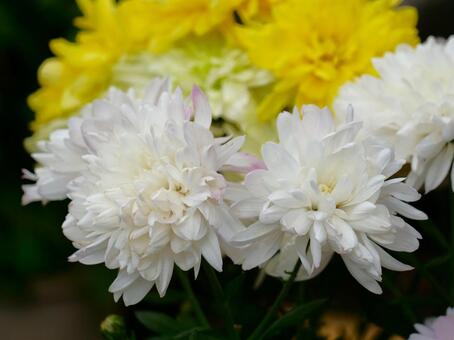 菊の花8 菊,観賞,晩秋の写真素材