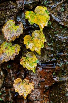 ツタの紅葉⑴ ツタの紅葉⑴ 葉,ツタ,アマヅラの写真素材