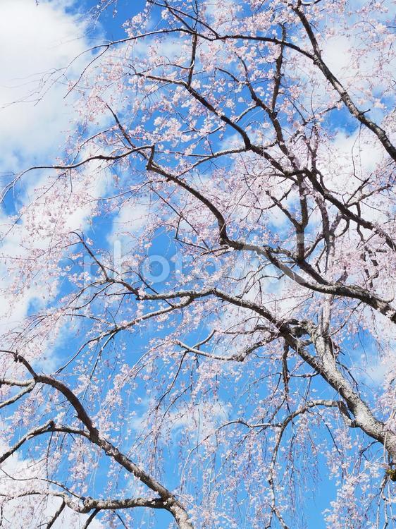 しだれ桜 しだれ桜,枝垂れ桜,桜の写真素材