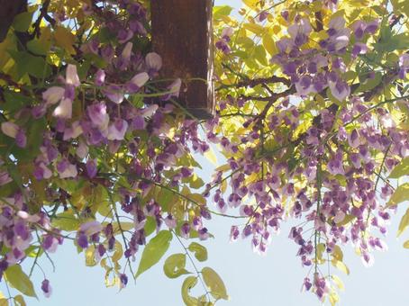 フジの花 フジの花の写真