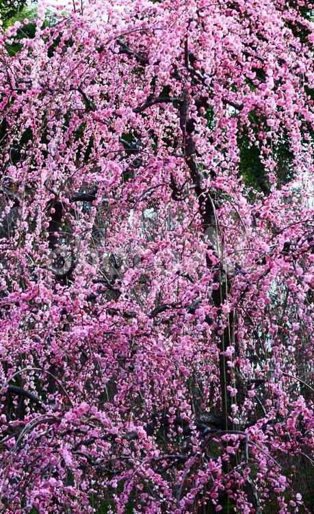 美しき垂れ梅 梅,垂れ梅,京都の写真素材