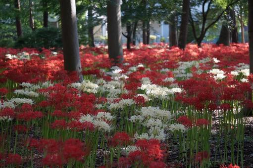 赤と白の彼岸花 赤と白の彼岸花 彼岸花,ヒガンバナ,曼珠沙華の写真素材