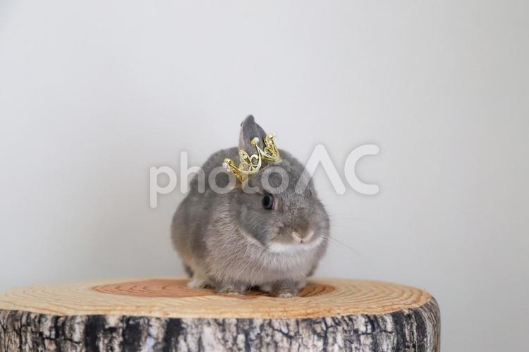 王冠を被ったうさぎ うさぎ,babyrabbit,netherlanddwarfの写真素材