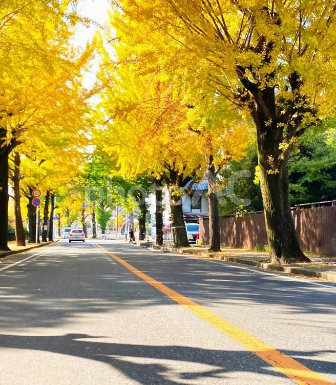 銀杏並木と道路 銀杏,秋,風景の写真素材