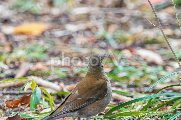 林の中のシロハラ シロハラ,鳥,野鳥の写真素材