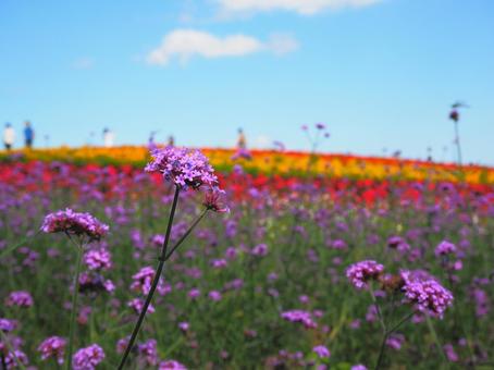 四季 花,トンボ,秋の写真素材