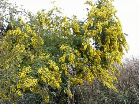 ミモザ・銀葉アカシアの咲く風景 花木,美しい,鮮やかの写真素材