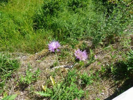 アザミの花 アザミの花 草,自然,景色の写真素材