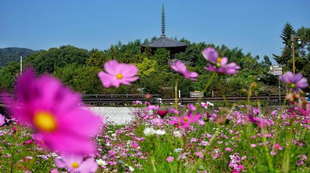 秋の法起寺散歩 秋の法起寺散歩 コスモス,花,植物の写真素材