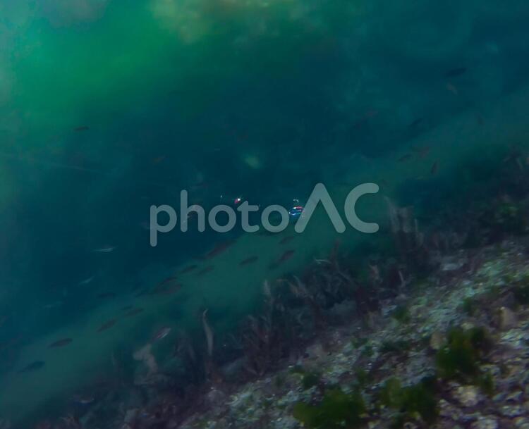 港の中の魚群 おかず,かわはぎ,アジの写真素材
