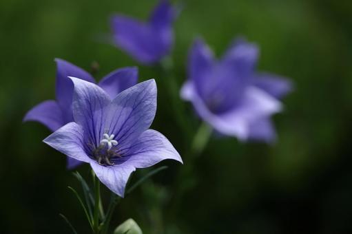 Photo, campanulaceae, flower, bellflower family, 