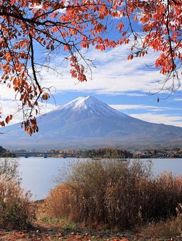 河口湖畔の紅葉と富士山 富士山,秋,紅葉の写真素材