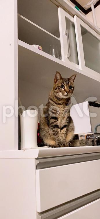 食器棚に座る猫２ 猫,ペット,キジトラの写真素材