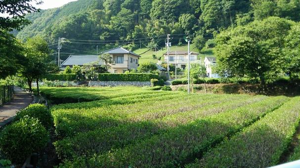 茶畑と民家 茶畑と民家の写真