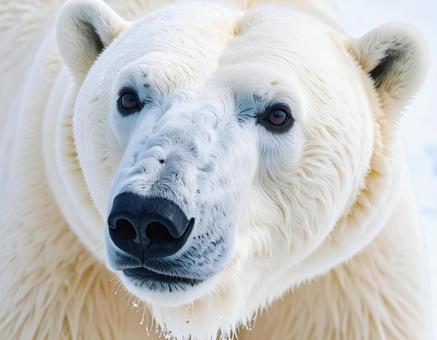 シロクマ シロクマの写真