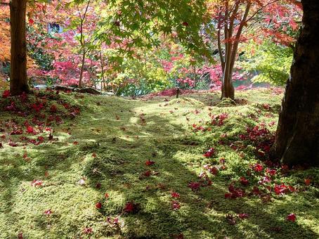 Sunlight filtering through the trees, sunbeams leaves, autumn leaves, kyoto, JPG