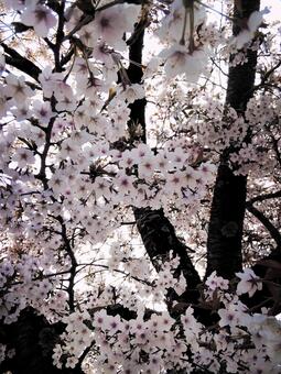 Photo, cherry blossoms, flower, spring, 