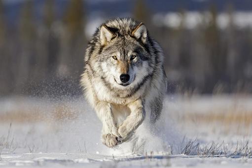 冬の自然を走るオオカミ 冬の自然を走るオオカミの写真