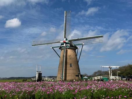 佐倉ふるさと広場の風車とコスモス 佐倉ふるさと広場,風車,オランダ風車の写真素材