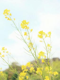 春の訪れ 春の訪れの写真