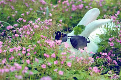 ペットの兎 ペットの兎の写真