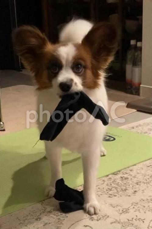 靴下を運ぶパピヨン パピヨン,papillon,犬の写真素材