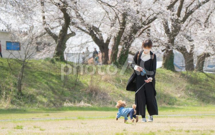 桜の中女性と散歩するトイプードル トイプードル,春空,桜の写真素材