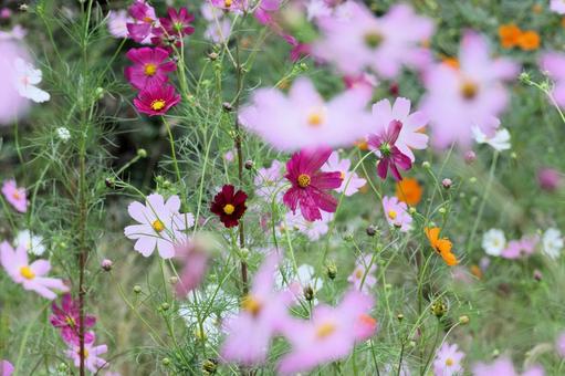 Cosmos, JPG