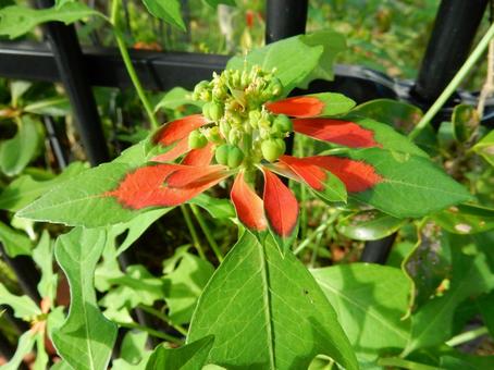 【花の写真】ショウジョウソウ（猩猩草）の写真